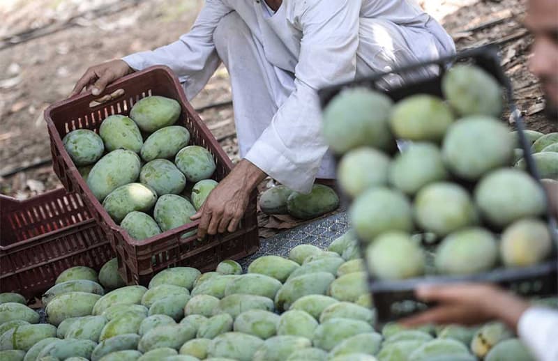 images/1657787749680mango sorting machine.jpg